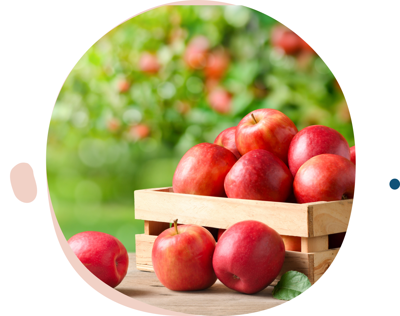 Fresh red apples in a rustic wooden crate outdoors.